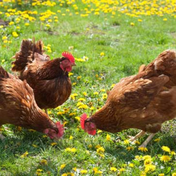 Un poulailler au potager