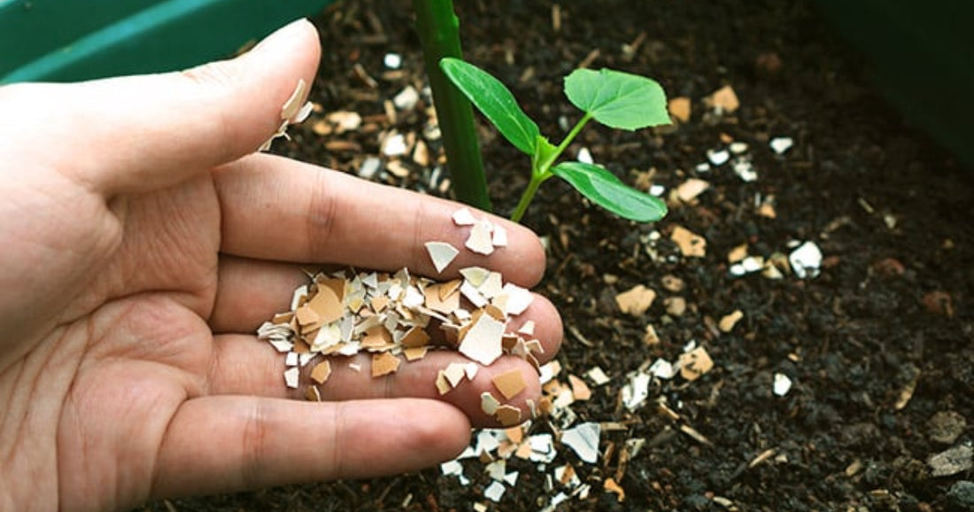 Comment Faire un Engrais Maison pour un Potager au Naturel ?