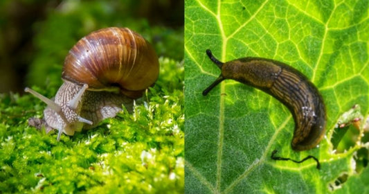 Des limaces et des escargots dans un potager en permaculture : Comment les gérer naturellement