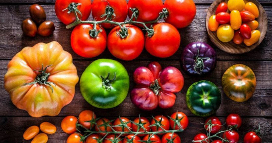 Découvrez les Trésors du Potager : Les Tomates Anciennes