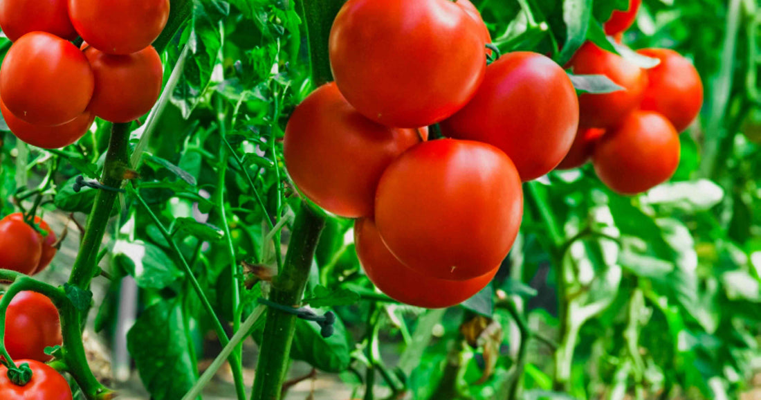 Comment Cultiver des Tomates Précoces : Conseils et Astuces pour Réussir Cette Culture