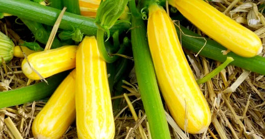 Cultiver les courgettes coureuses et non-coureuses : astuces pour réussir au potager