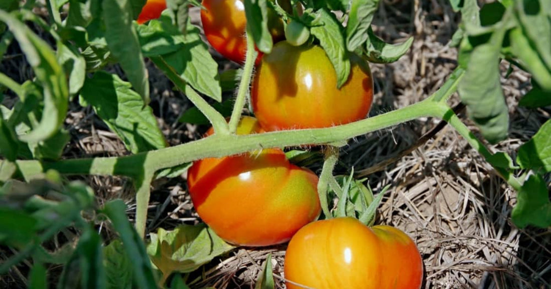 La permaculture au potager