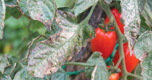 Maîtriser le Mildiou : Conseils et Solutions Naturelles pour un Potager Prospère