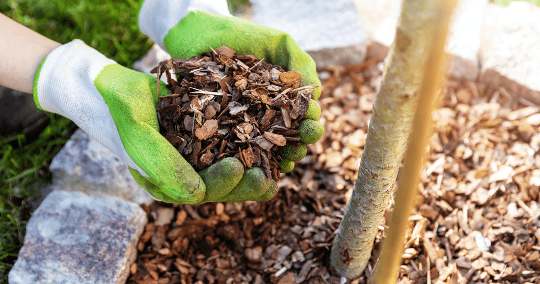 Le Paillage : Votre Allié pour un Jardin Prospère