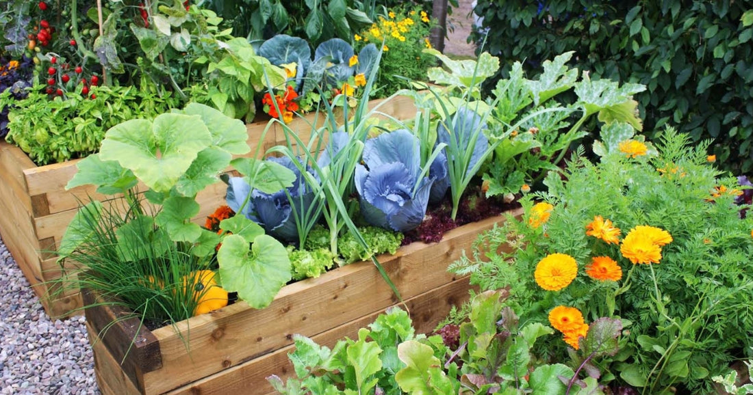 Les Alliances Bénéfiques : Plantes Compagnes en Permaculture pour un Potager Florissant