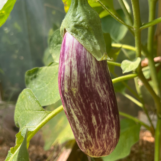 Plant d'Aubergine Antigua