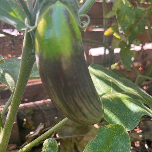 Plant d'Aubergine Bangladeshi long