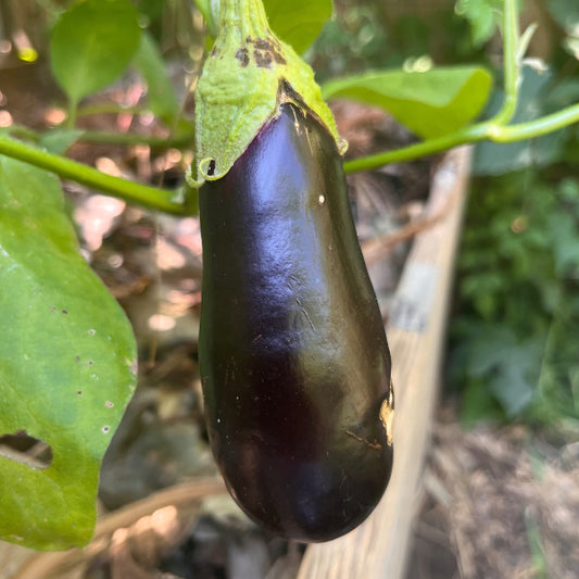 Plant d'Aubergine Diamond