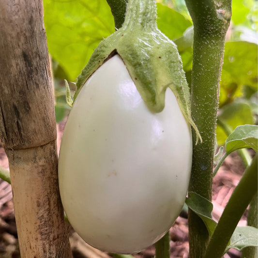 Plant d'Aubergine Dourga