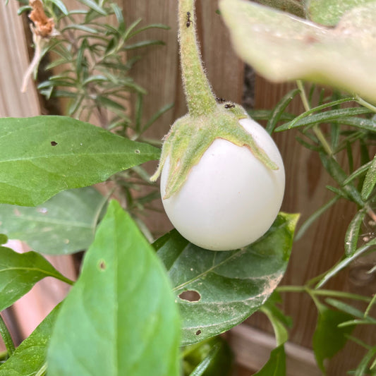 Plant d'Aubergine Lao White