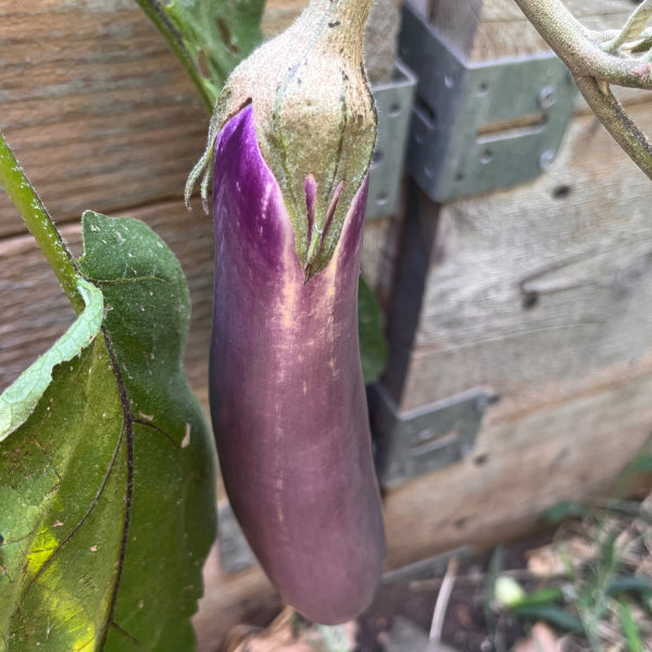 Plant d'Aubergine Ping Tung