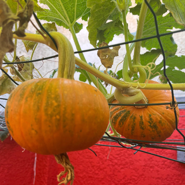 Plant de Courge Pepo Baby Pam