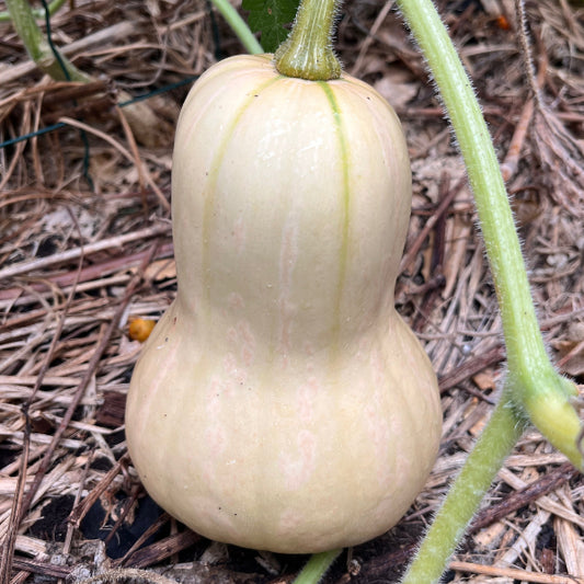 Plant de Courge Moschata Butternut Nutterbutter