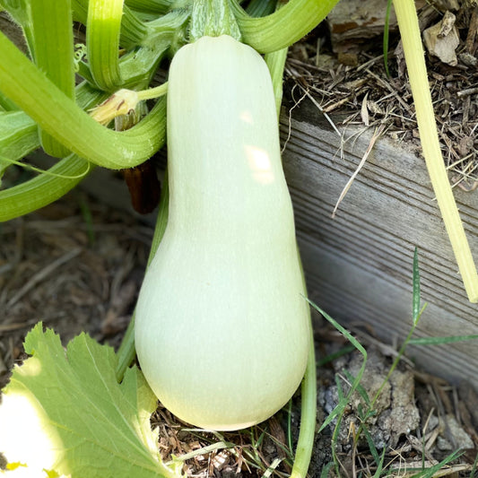 Plant de Courgette ovale Blanche d'Egypte