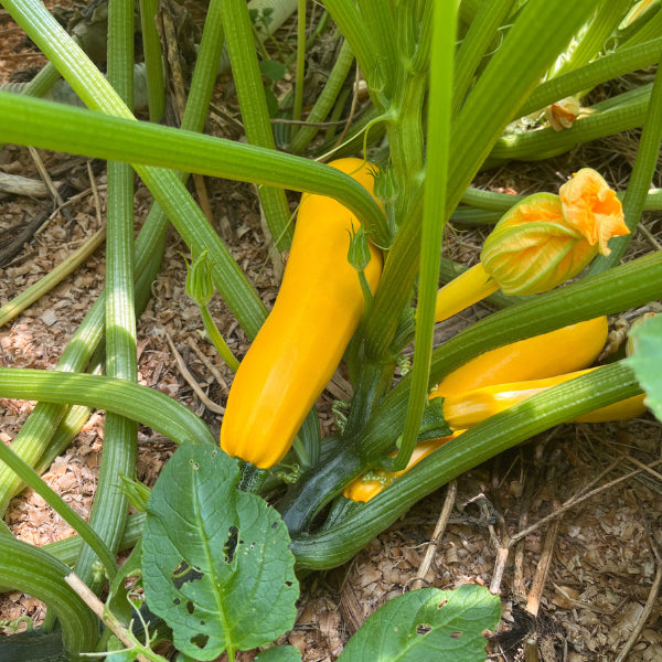 Plant de Courgette Rheinau Gold