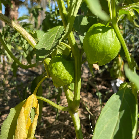 Plant de Physalis Cisineros