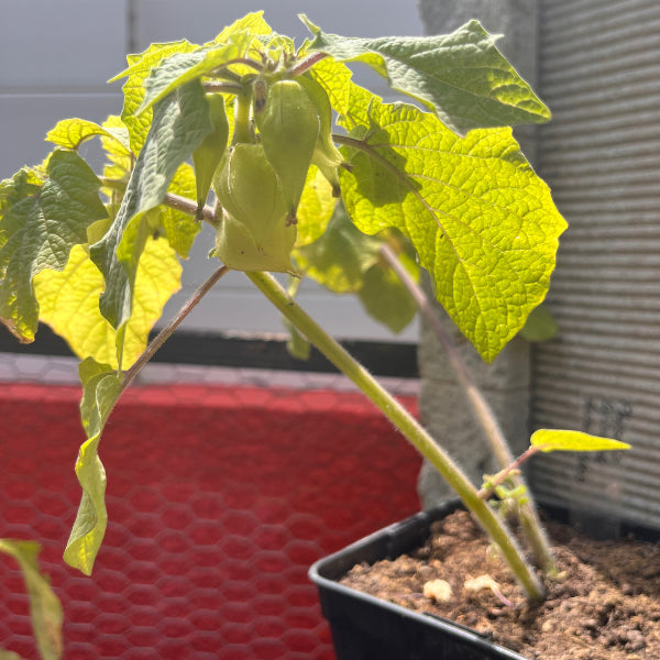 Plant de Physalis Cerise de Terre