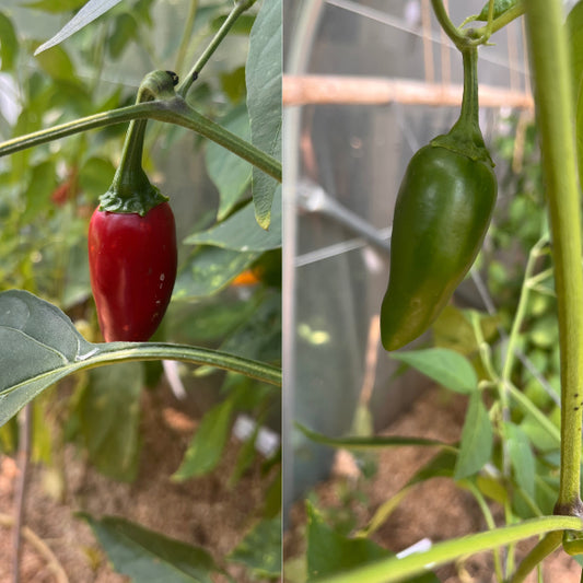 Plant de Piment Jalapeno