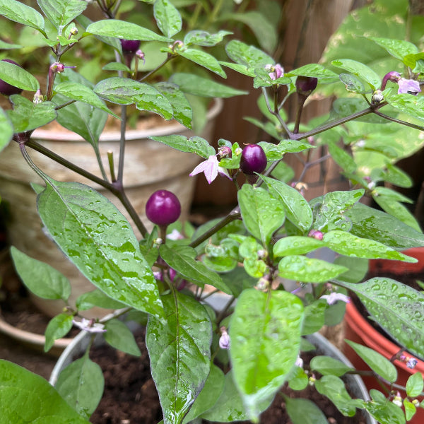 Plant de Piment Purple Delight