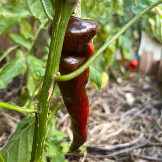 Plant de Piment de Cayenne