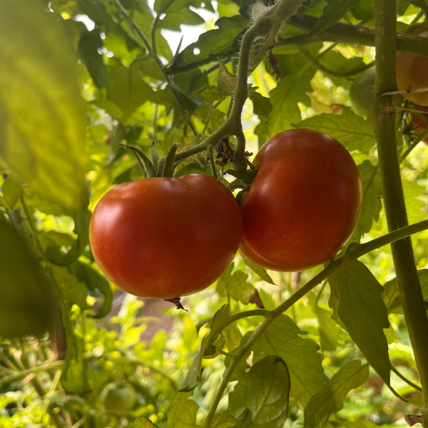 Plant de Tomate Marmande