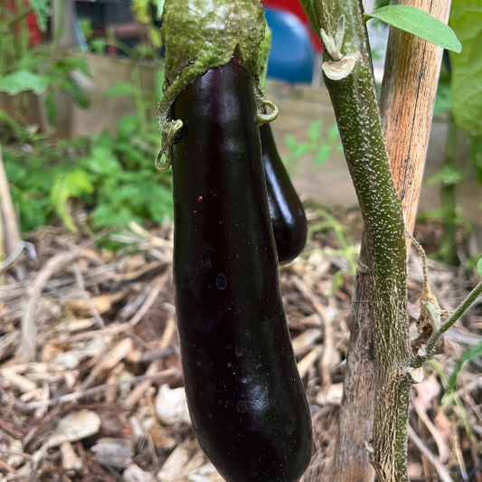 Aubergine de Barbentane