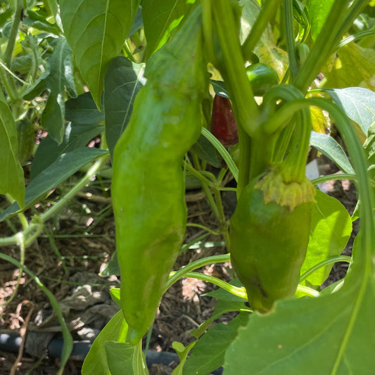 Plant de Piment New Mexico Joe Parker