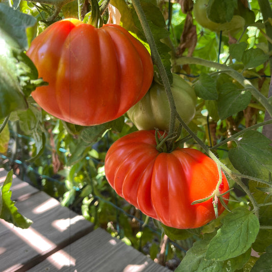 Plant de Tomate Coeur de Boeuf de Nice