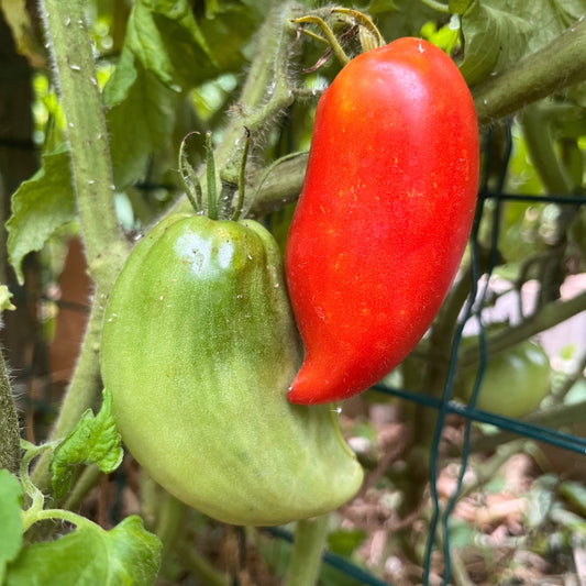 Tomate Cornue des Andes