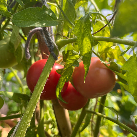 Plant de Tomate Rose de Berne