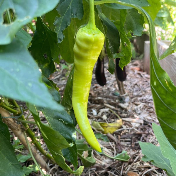 Plant de Poivron Yellow Banana Giant