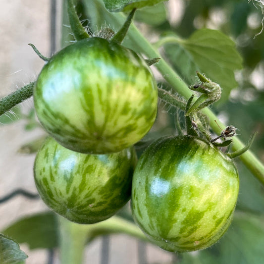 Plant de Tomate Cerise Verte Abracazebra