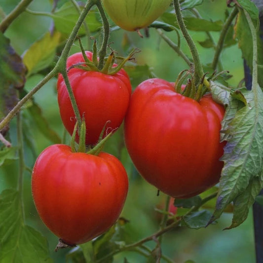 Plant de tomate coeur de boeuf Rostova