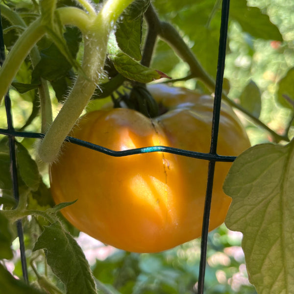 Plant de Tomate Bigarrée Ananas