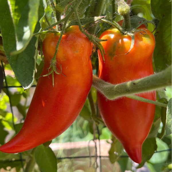 Plant de Tomate Bleu Beech