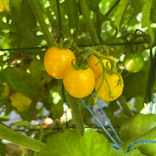 Plant de Tomate Cerise Jaune Galina