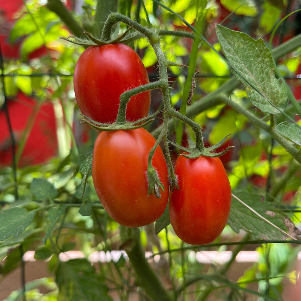 Plant de Tomate Cerise Grappoli Corbarino