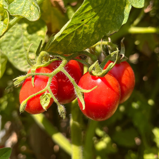 Plant de Tomate Cerise Whippersnapper