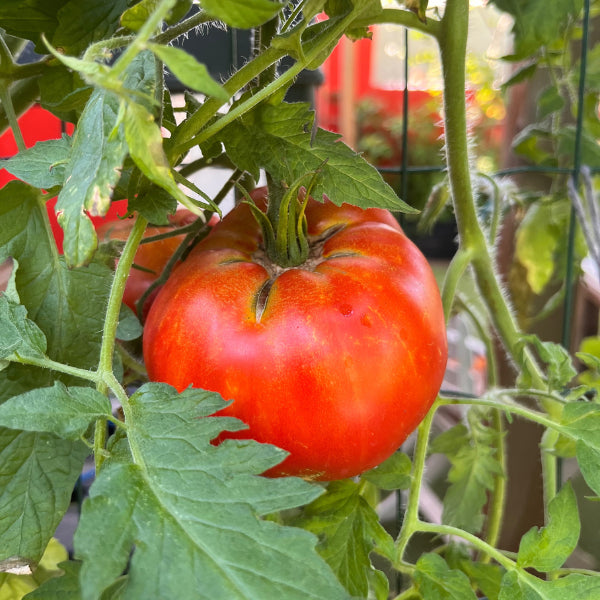 Plant de Tomate Coeur de Boeuf Rostova