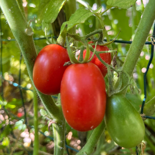 Plant de Tomate De Bareo