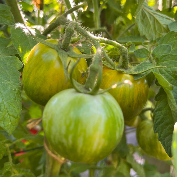 Plant de Tomate Green Zebra