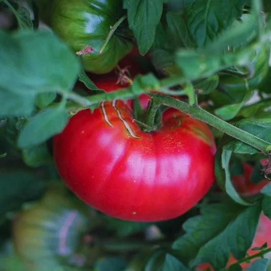 Plant de tomate Ispolin