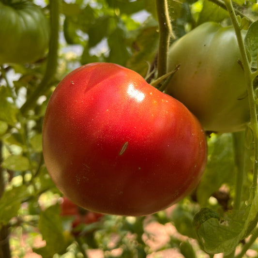 Plant de Tomate Ispolin