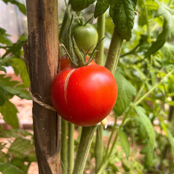 Plant de Tomate Marmande