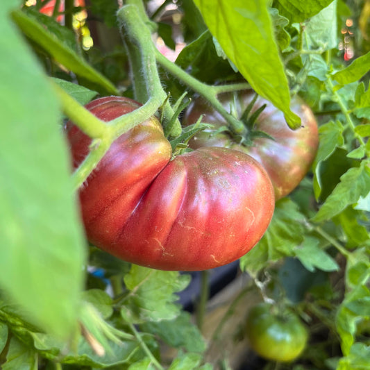 Plant de Tomate Noire de Crimée