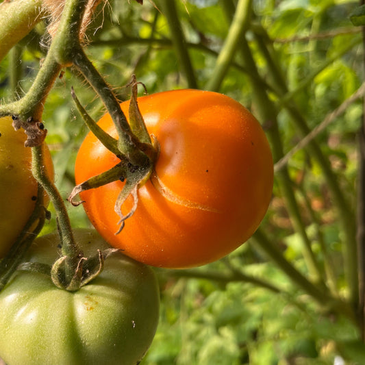 Plant de Tomate Orange Queen