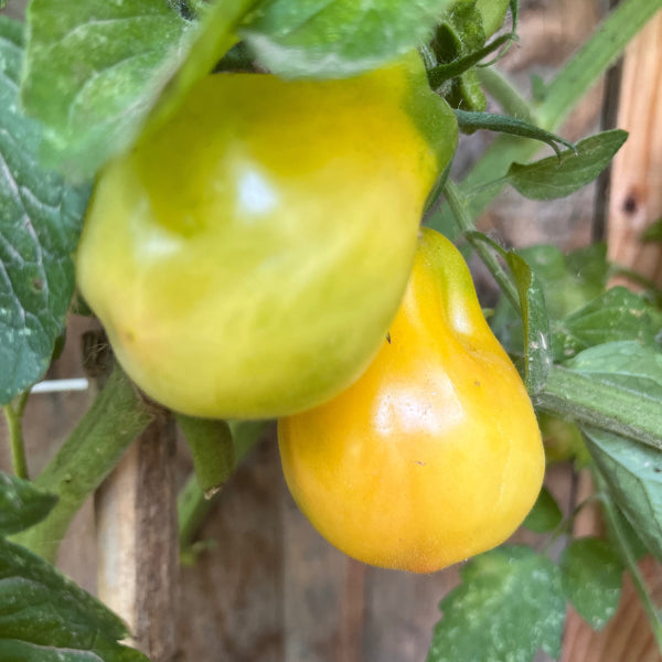 Plant de Tomate Jaune Yellow Bell