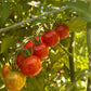 Plant de Tomate Cerise Barbaniaka