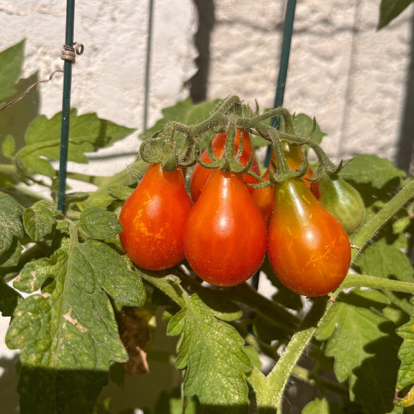 Plant de Tomate Cerise Red Fidj